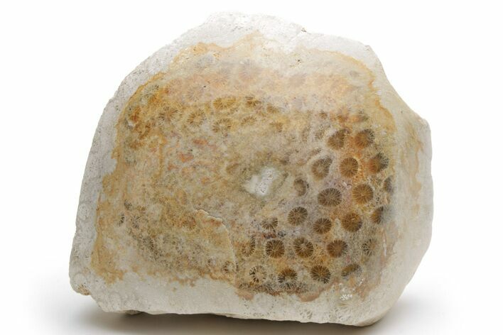 Polished Fossil Coral Head - Indonesia #210921